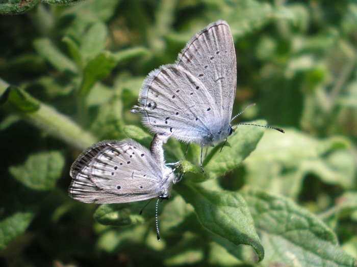 Lycaenidae da identificare 3 - Cupido (Everes) alcetas